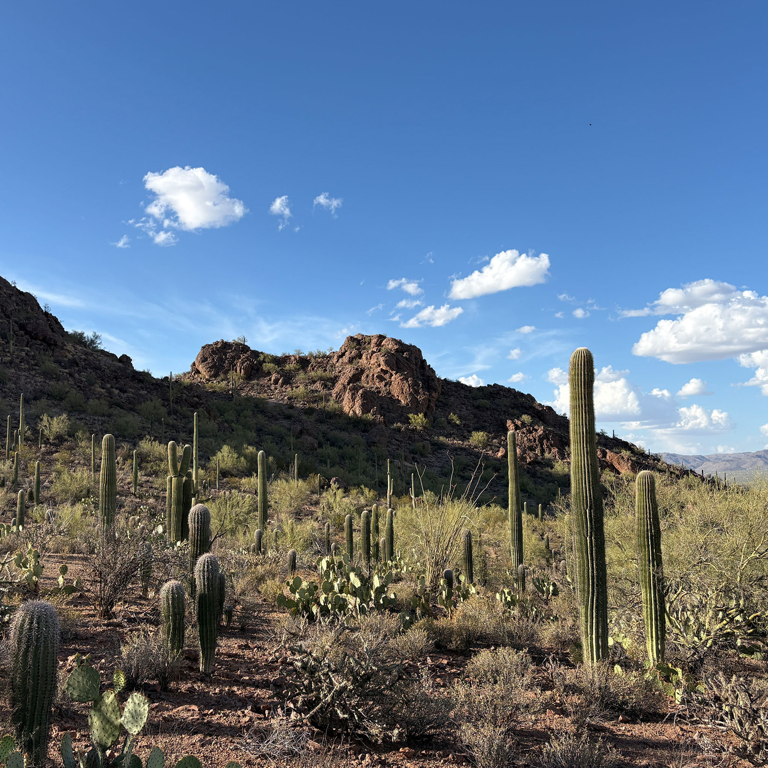arizona - pervasive softness